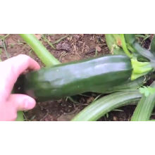 Hot sale  hybrid F1vegetable  striped zucchini  squash seeds